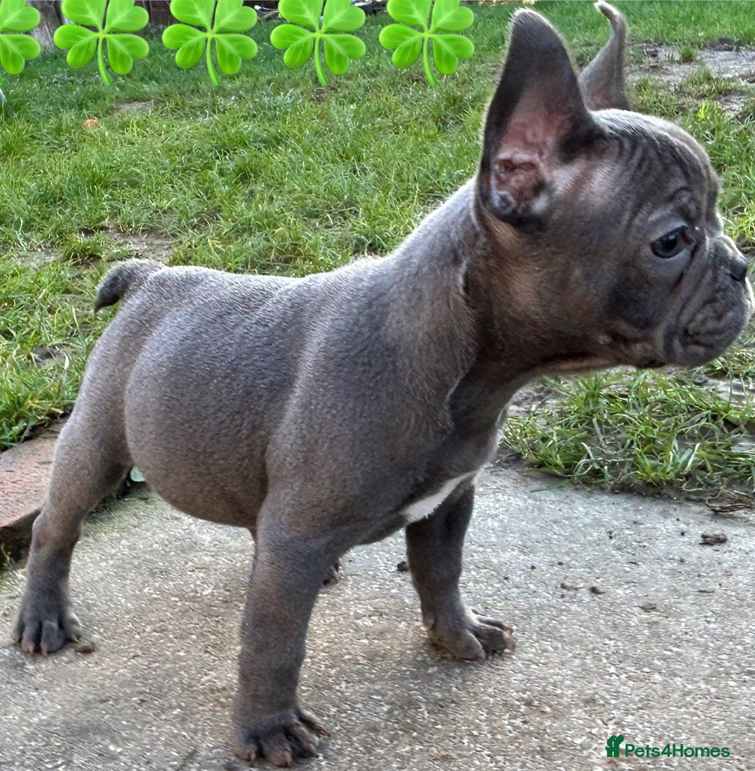 French Bulldog dogs for sale: French Bulldog Blue Girl 12 weeks old ! Last one - Advert 26