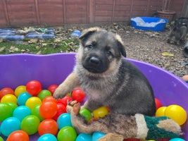 German Shepherd dogs - Advert 1