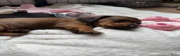 Miniature Dachshund dogs for sale: Miniature Dachshund for sale  - Advert 6