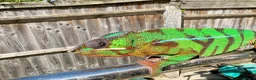 Chameleon reptiles for sale: Pair YBBB Ambilobe Panther Chameleons for sale in Oxford - Advert 4
