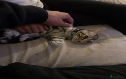Bengal cats for sale: Bengal kitten Full Breed Tica - Image 1