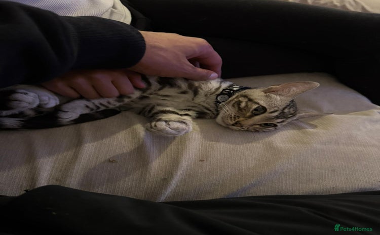 Bengal cats - Advert 4