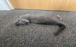 British Shorthair cats for sale: British shorthair kittens for sale.  - Image 9