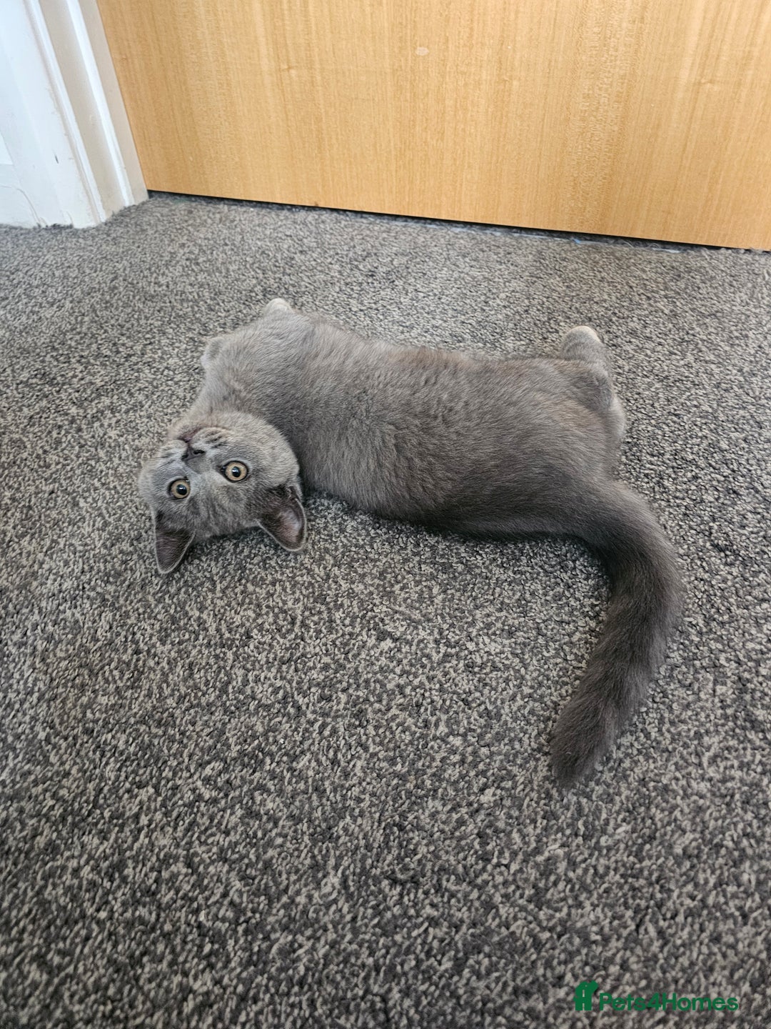 British Shorthair cats for sale: British shorthair kittens for sale.  - Image 9