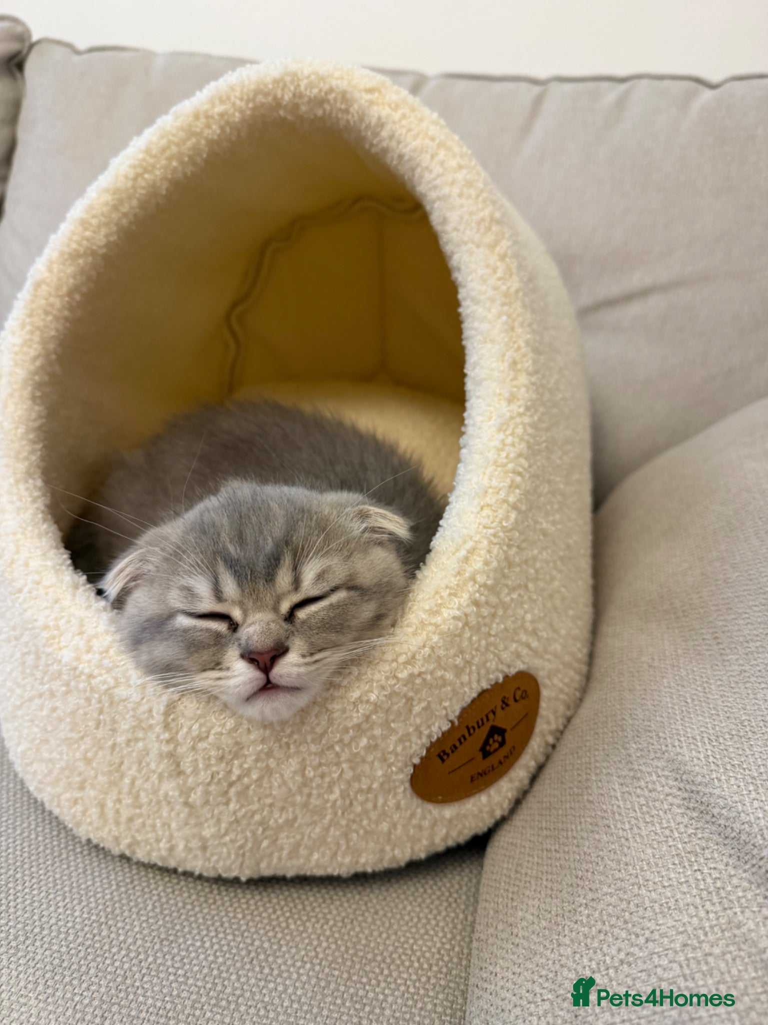 Scottish Fold cats Scottish fold  - Advert 1