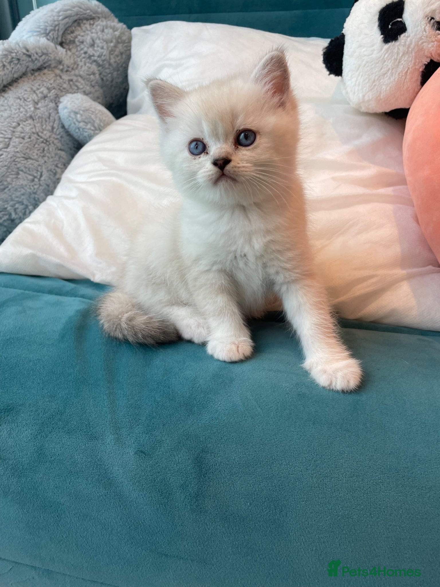 Scottish Fold cats Adorable Scottish Fold/Ragdoll boys - Advert 2