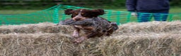 Cocker Spaniel dogs for stud: FOR STUD  - Advert 4