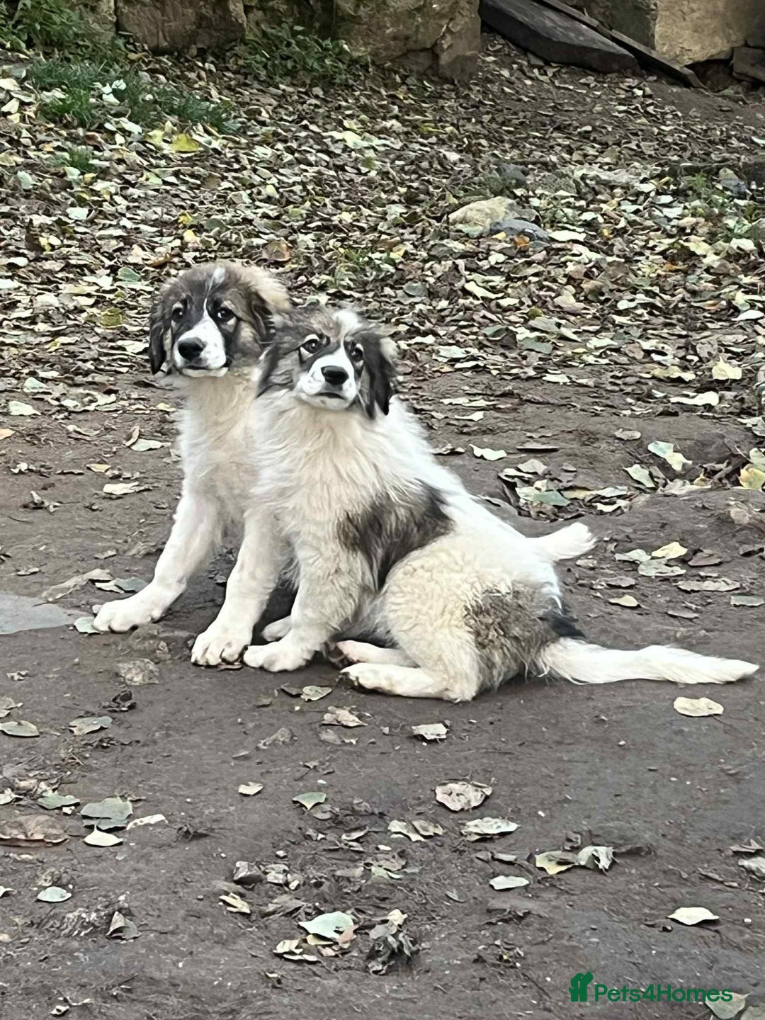 Mixed Breed dogs for adoption: Meet Hannah and Honey !!!  - Advert 9