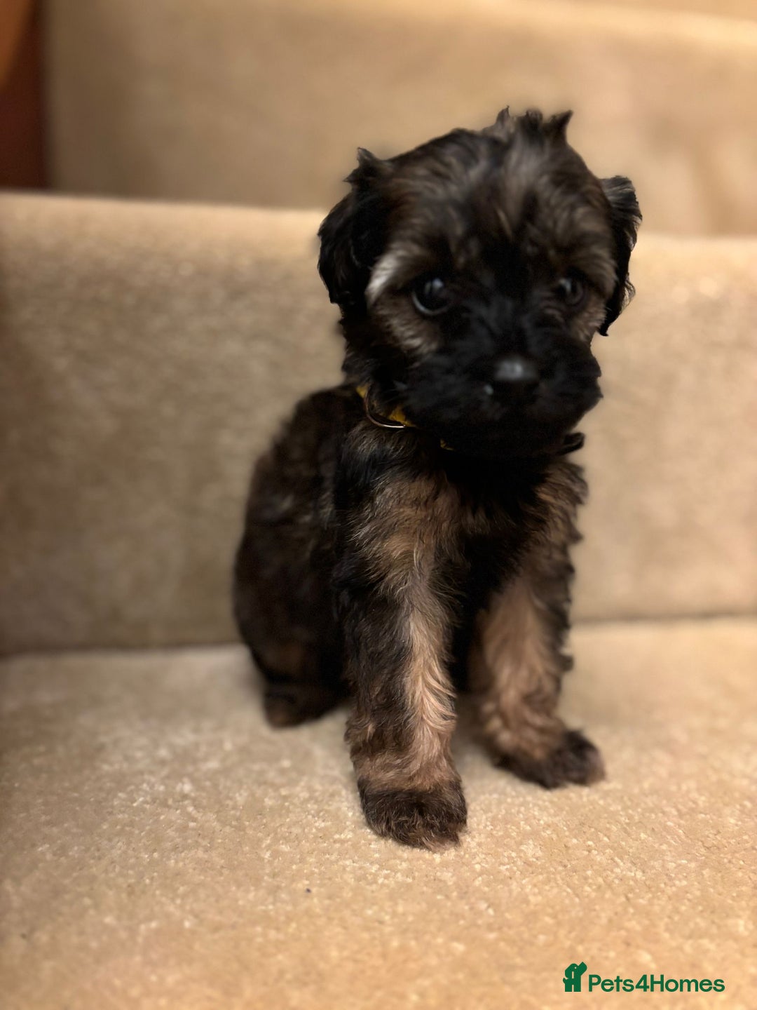 Cavapoo dogs for sale: F1A Cavapoos - Advert 26