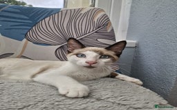 Snowshoe cats for sale:  pedigree Tica reg  snowshoes  READY NOW - Image 12