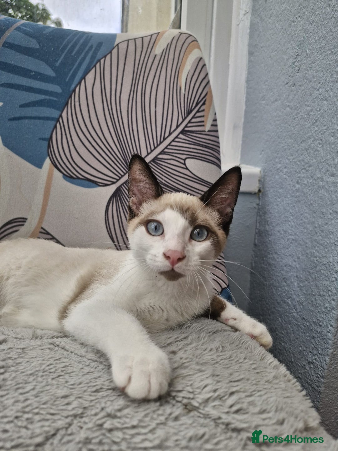 Snowshoe cats for sale:  pedigree Tica reg  snowshoes  READY NOW - Image 12