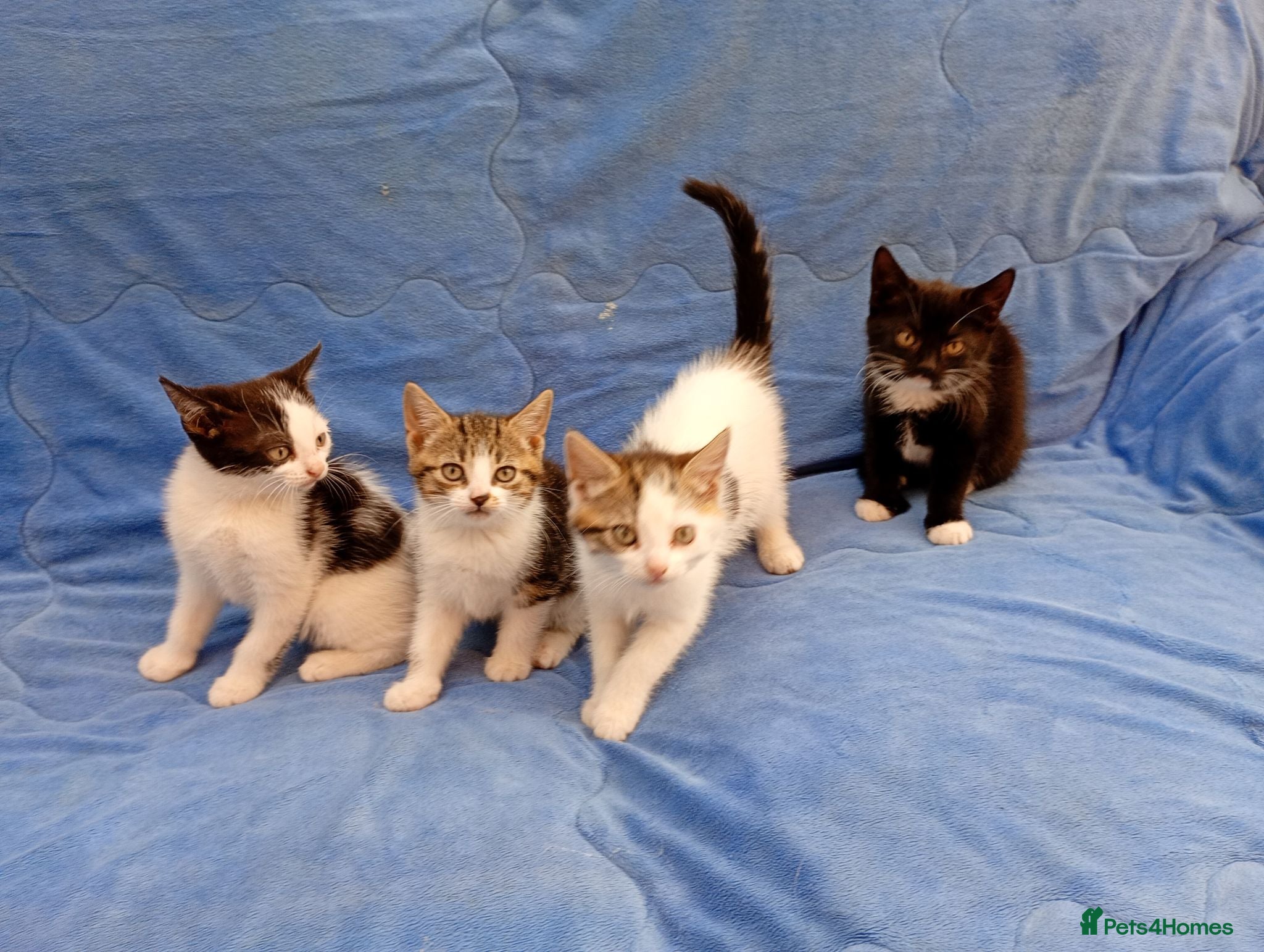 Mixed Breed cats Lovely playful kittens looking for a new home  - Advert 1
