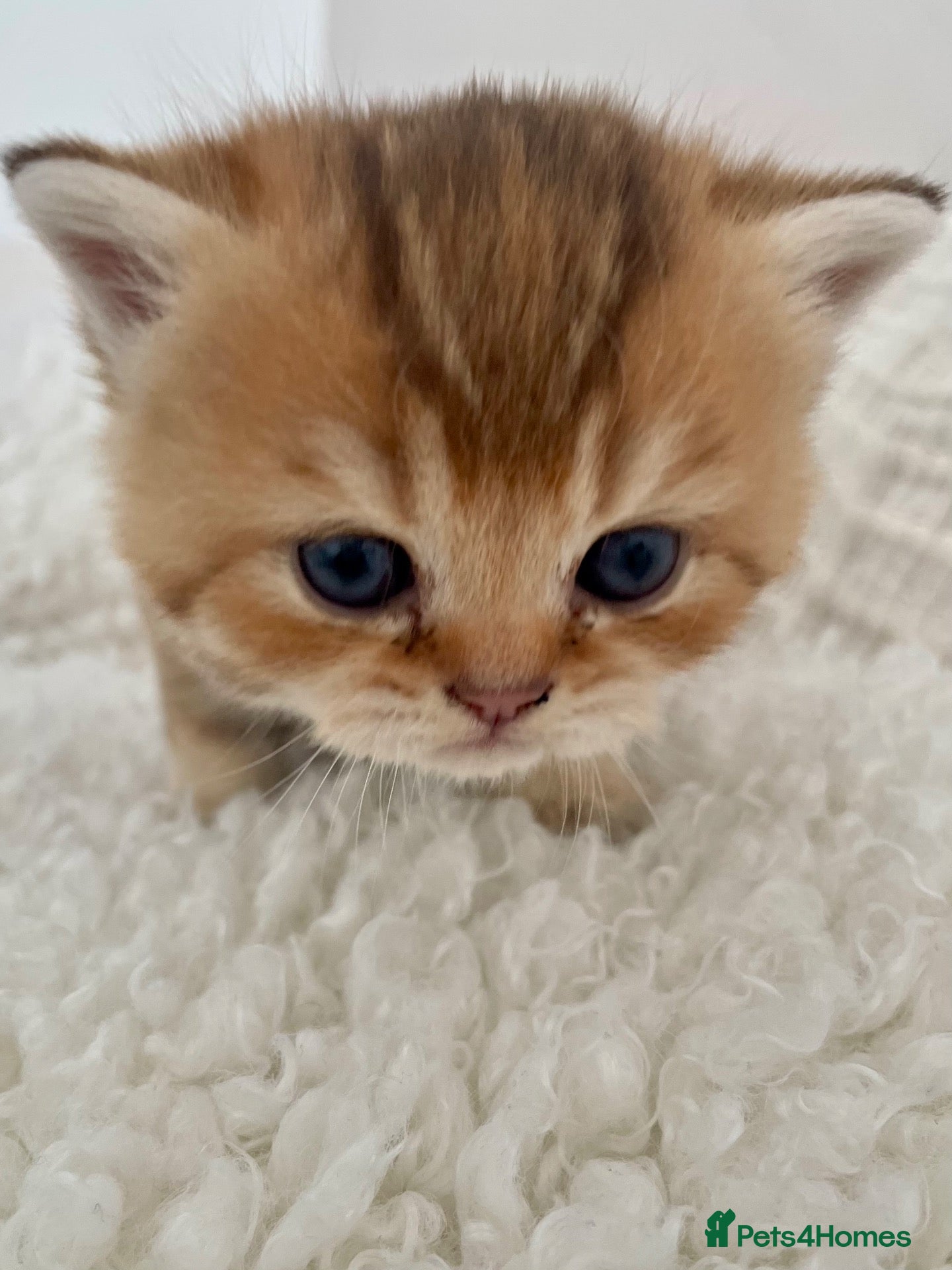 British Shorthair cats 🏆😍Irresistible golden chinchilla’s Tica 🏆😍 - Advert 1