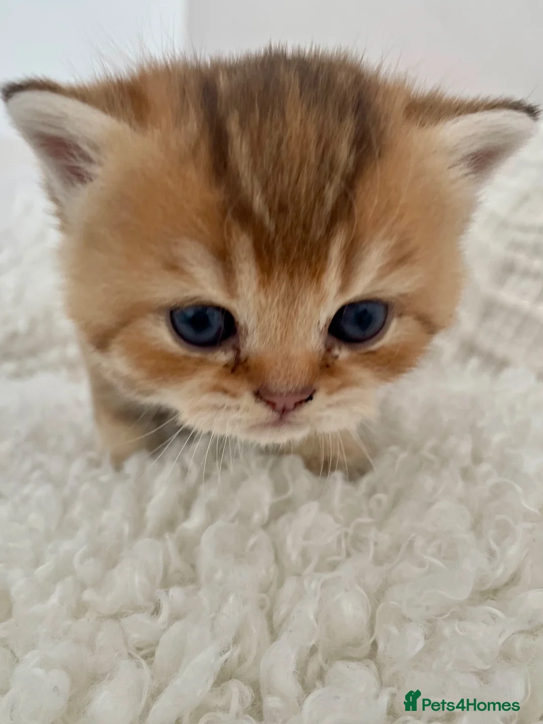 British Shorthair cats for sale: 🏆😍Irresistible golden chinchilla’s Tica 🏆😍 in Birmingham - Advert 1