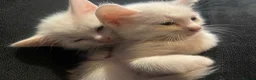 British Shorthair cats for sale: One white all white boy and girl has small patch  in Birmingham - Advert 8