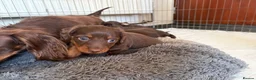 Dachshund dogs for sale: Long haired chocolate and tan  - Advert 6