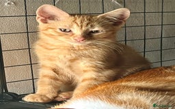 Domestic Shorthair cats for sale: William & Harry (The Royals) - Image 2