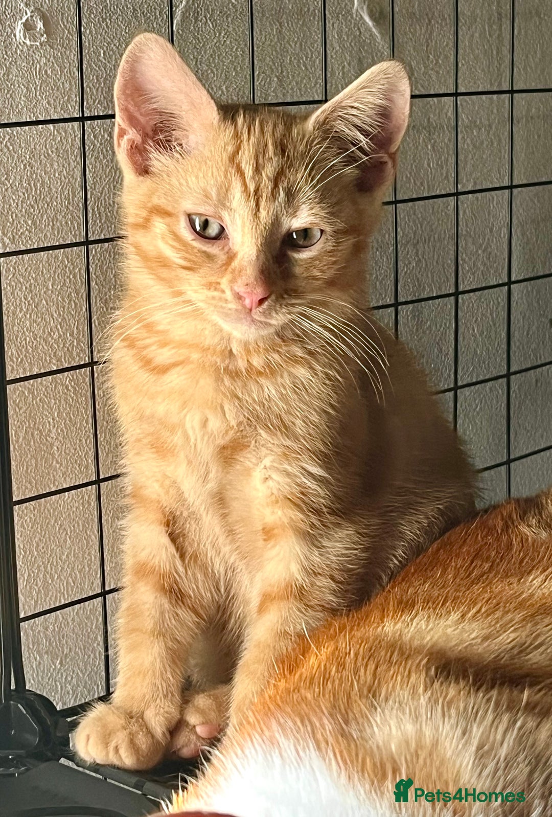 Domestic Shorthair cats for sale: William & Harry (The Royals) - Image 2