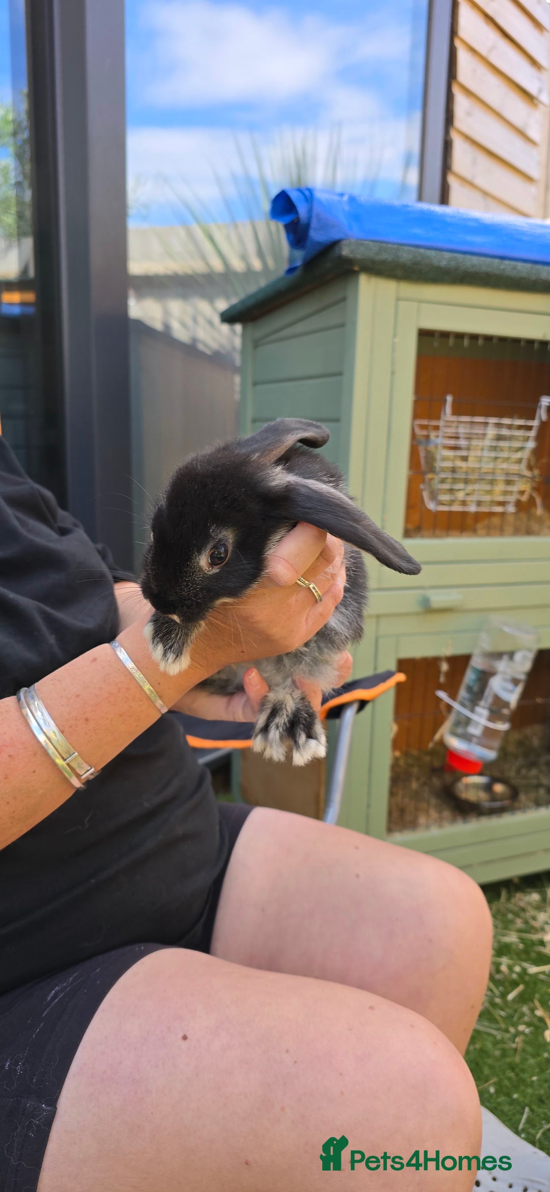 Dwarf Lop rabbits for sale: 9 Dwarf lop Rabbits ready for a new home - Image 8