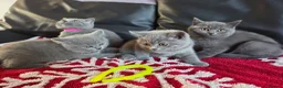 British Shorthair cats for sale: Beautiful British Shorthair kittens - Advert 25