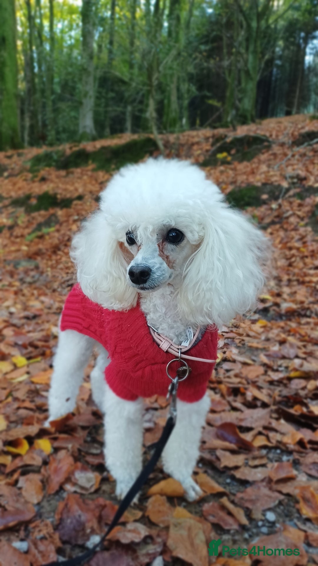 Toy Poodle dogs for sale: Female toy poodles chocolate & apricot  - Advert 7