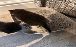 Mixed Breed cats for sale: Kittens for forever homes - Image 3