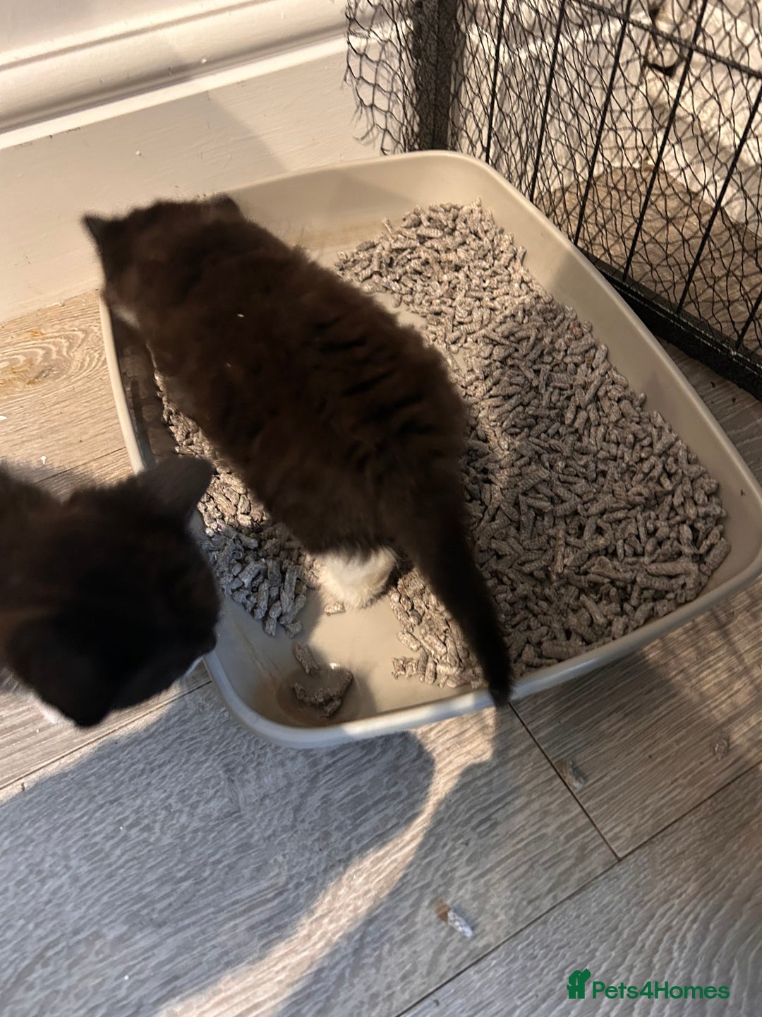 Mixed Breed cats for sale: Kittens for forever homes - Image 3