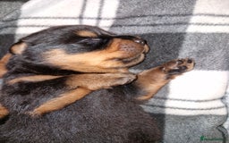 Rottweiler dogs for sale: Beautiful rottweiler puppys  - Image 4