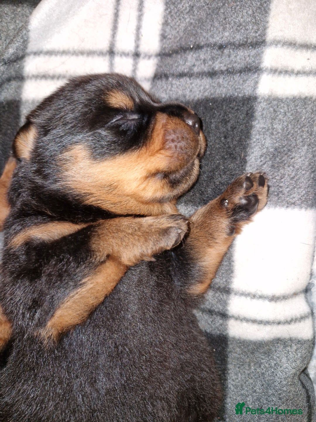 Rottweiler dogs for sale: Beautiful rottweiler puppys  - Image 4