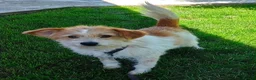 Mixed Breed dogs for adoption: Lacey  - Advert 3