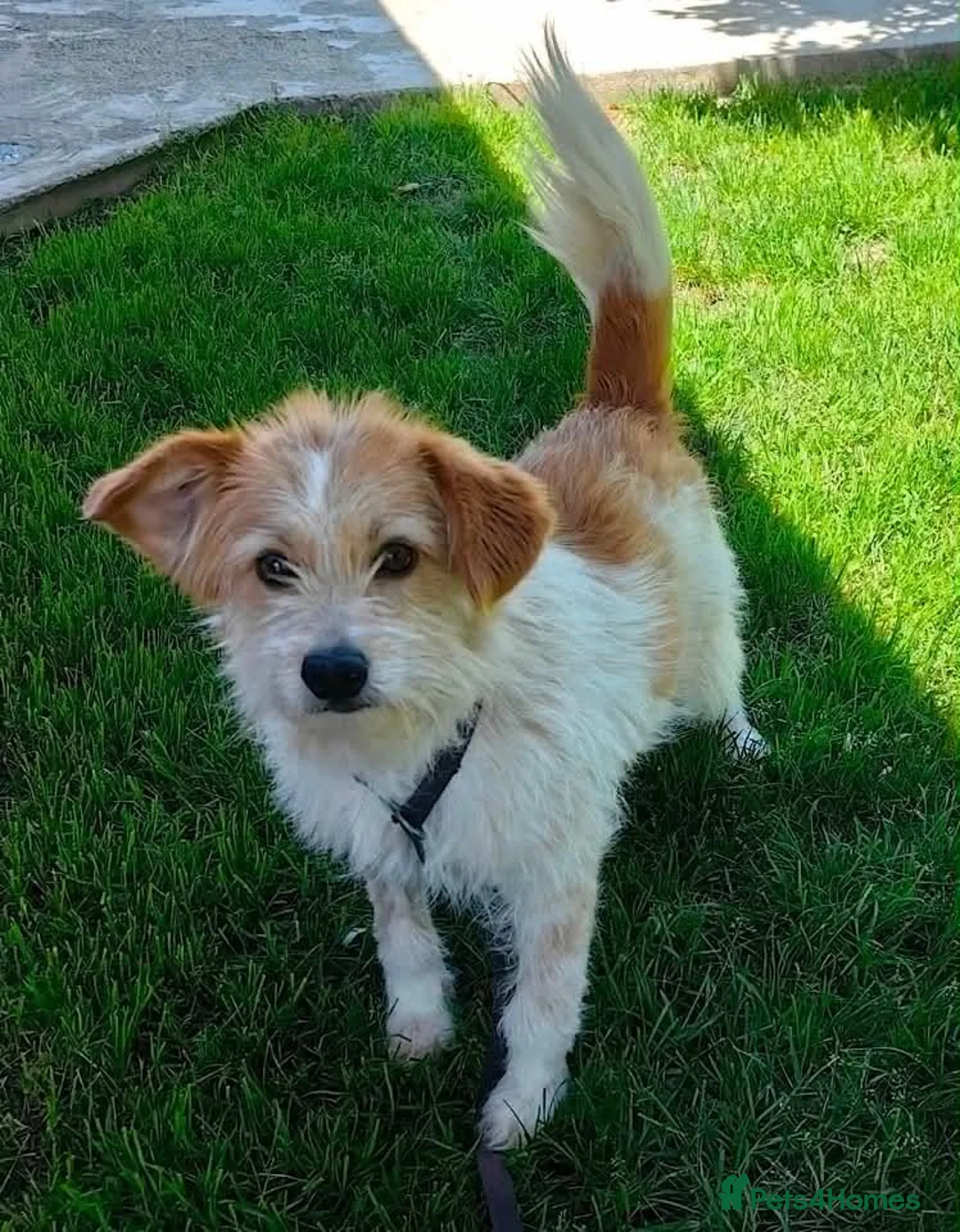 Mixed Breed dogs for adoption: Lacey  - Advert 3