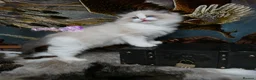 Ragdoll cats for sale: Exquisite High-End Quality Ragdolls Lynx / Bicolor - Advert 14