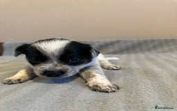 Australian Cattle Dog dogs for sale: Absolutely stunning litter!! - Advert 7