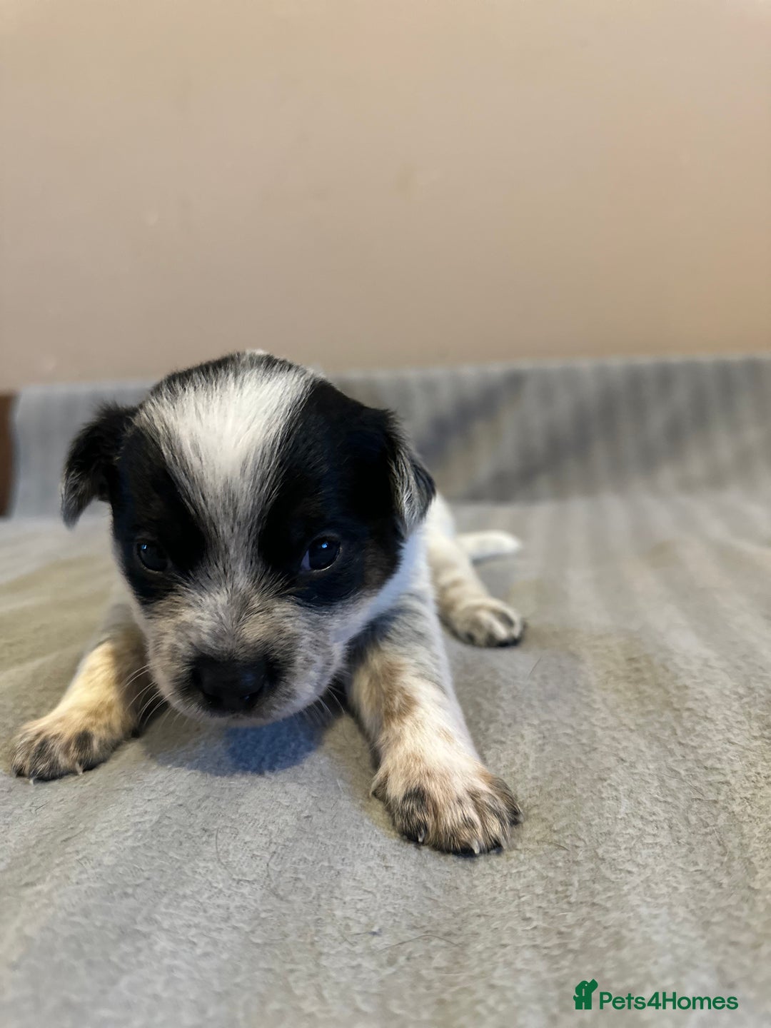 Australian Cattle Dog dogs for sale: Absolutely stunning litter!! - Advert 7