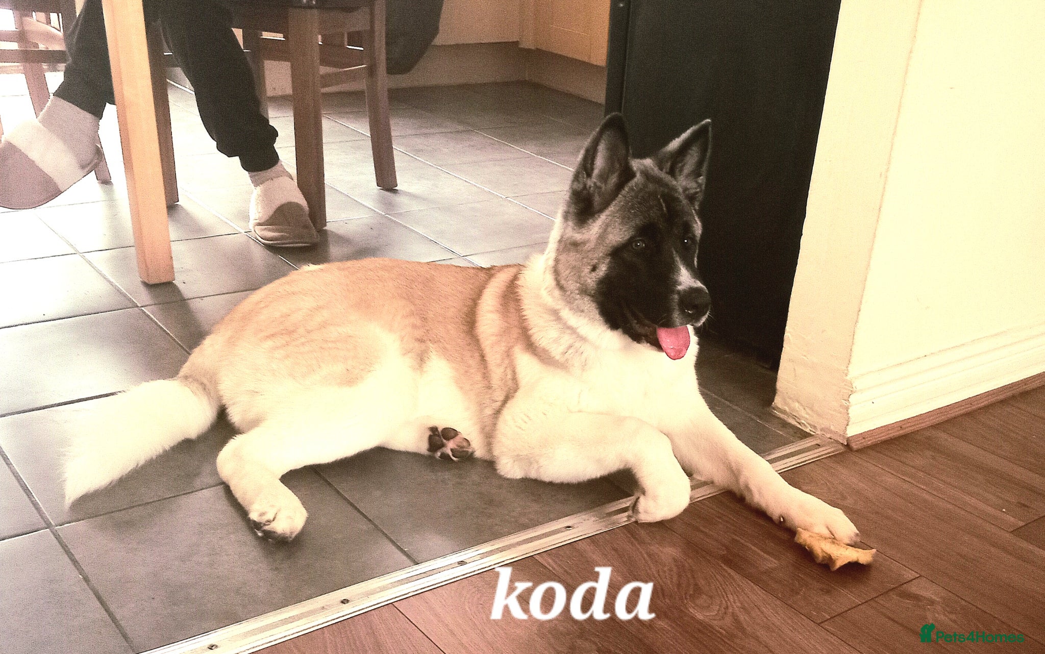 Akita dogs American akita  - Advert 17