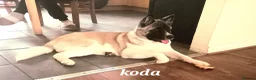 Akita dogs for sale: American akita  - Advert 1