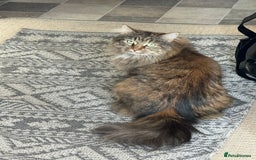 Siberian cats for sale: Siberian female cat neutered microchiped - Image 3