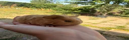Guinea Pig rodents for sale: Baby guinea pigs  - Advert 3