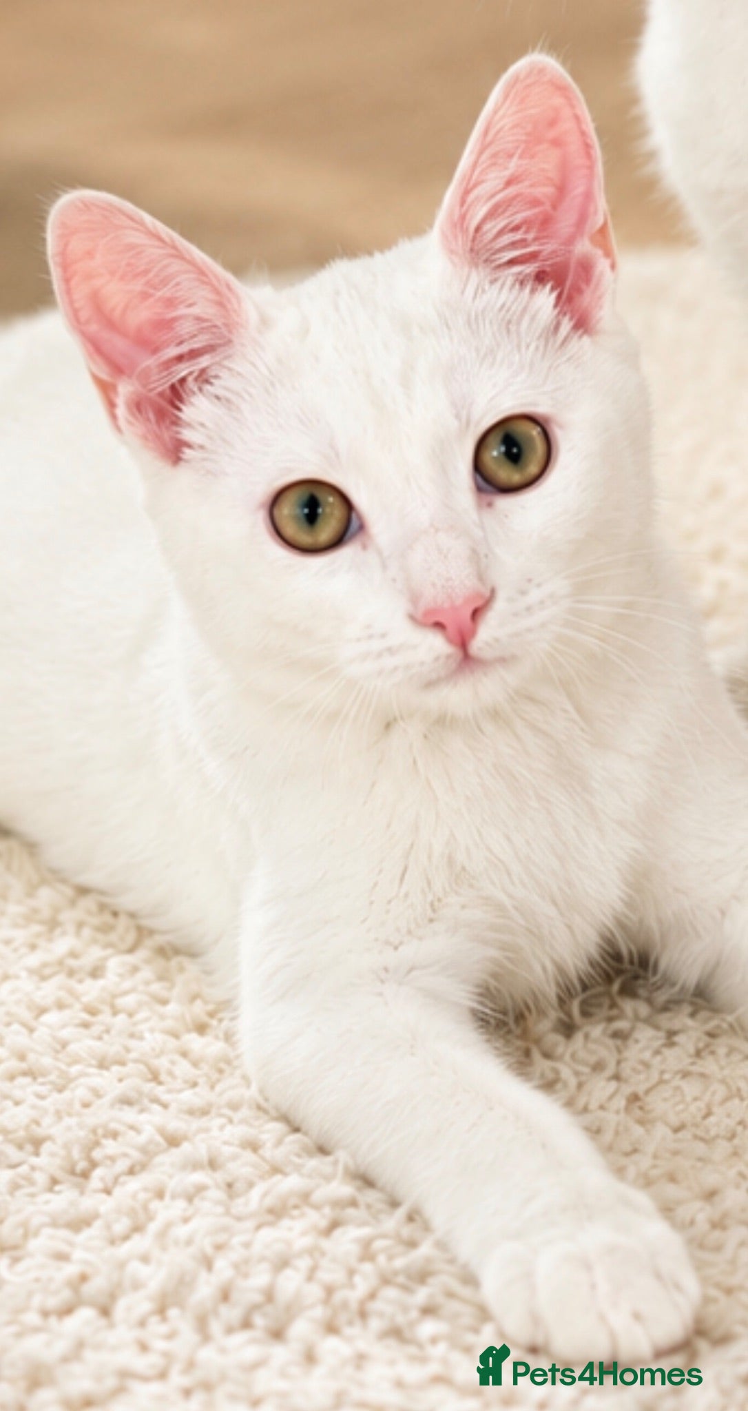 Mixed Breed cats ONE WHITE BOY KITTEN LEFT LOVING HOME ONLY  - Advert 3