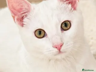Mixed Breed cats ONE WHITE BOY KITTEN LEFT LOVING HOME ONLY - Advert 3