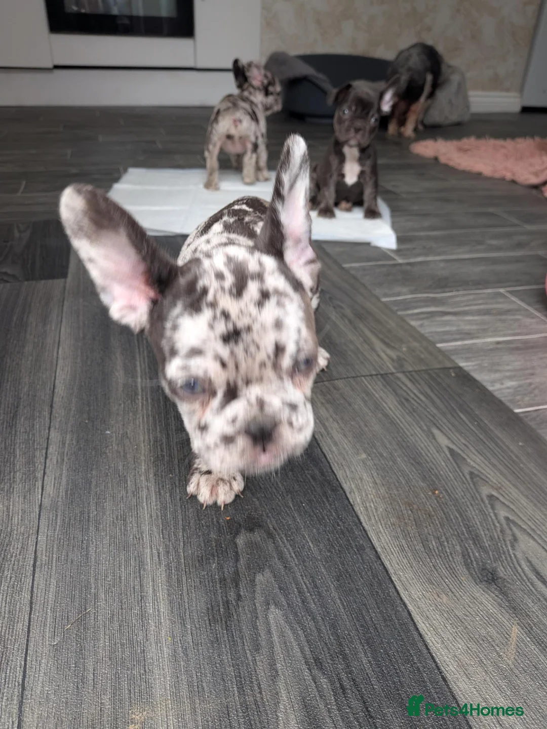 French Bulldog dogs for sale: French bulldog 3 girls  in Pontefract - Advert 2