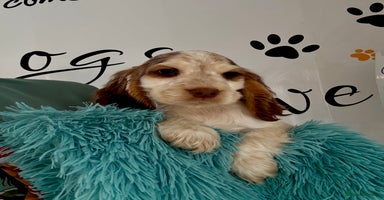 Cocker Spaniel dogs - Advert 3