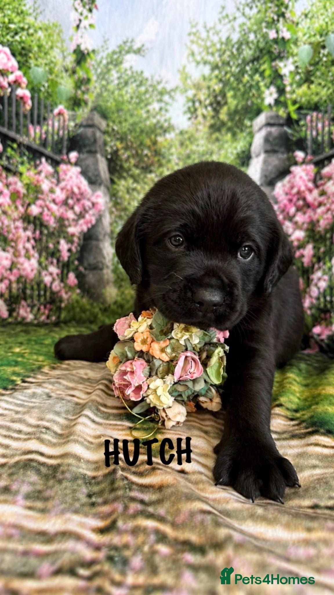 Labrador Retriever dogs KC PUPPY HUTCH WITH A FIVE STAR COUNTY BREEDER - Advert 18