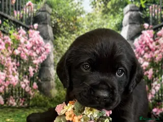 Labrador Retriever dogs KC PUPPY HUTCH WITH A FIVE STAR COUNTY BREEDER - Advert 18