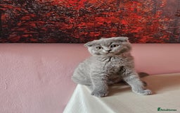 Russian Blue cats for sale: Russian Blue kittens  - Image 1