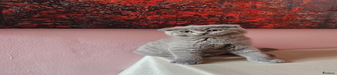 Russian Blue Kitten 2