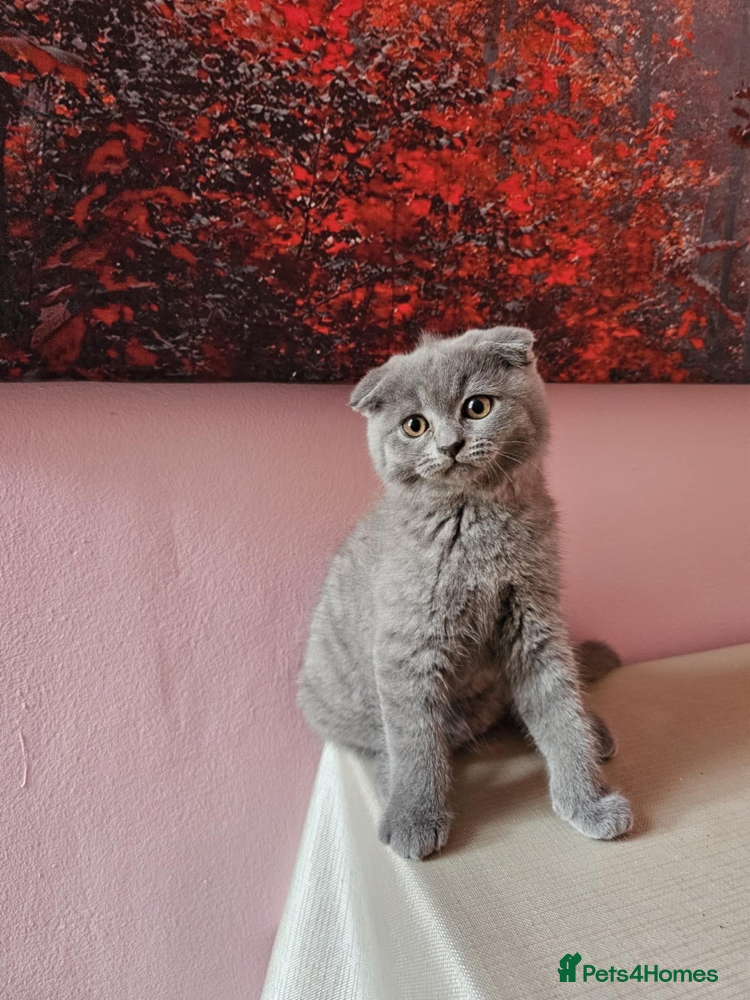 Russian Blue cats for sale: Russian Blue kittens  - Image 1