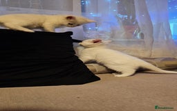 Mixed Breed cats for sale: 7 gorgeous cuties - Image 18