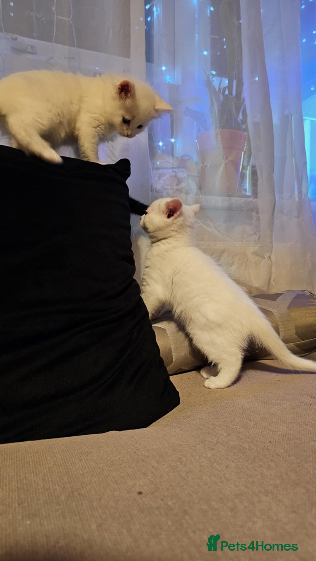Mixed Breed cats for sale: 7 gorgeous cuties - Image 18