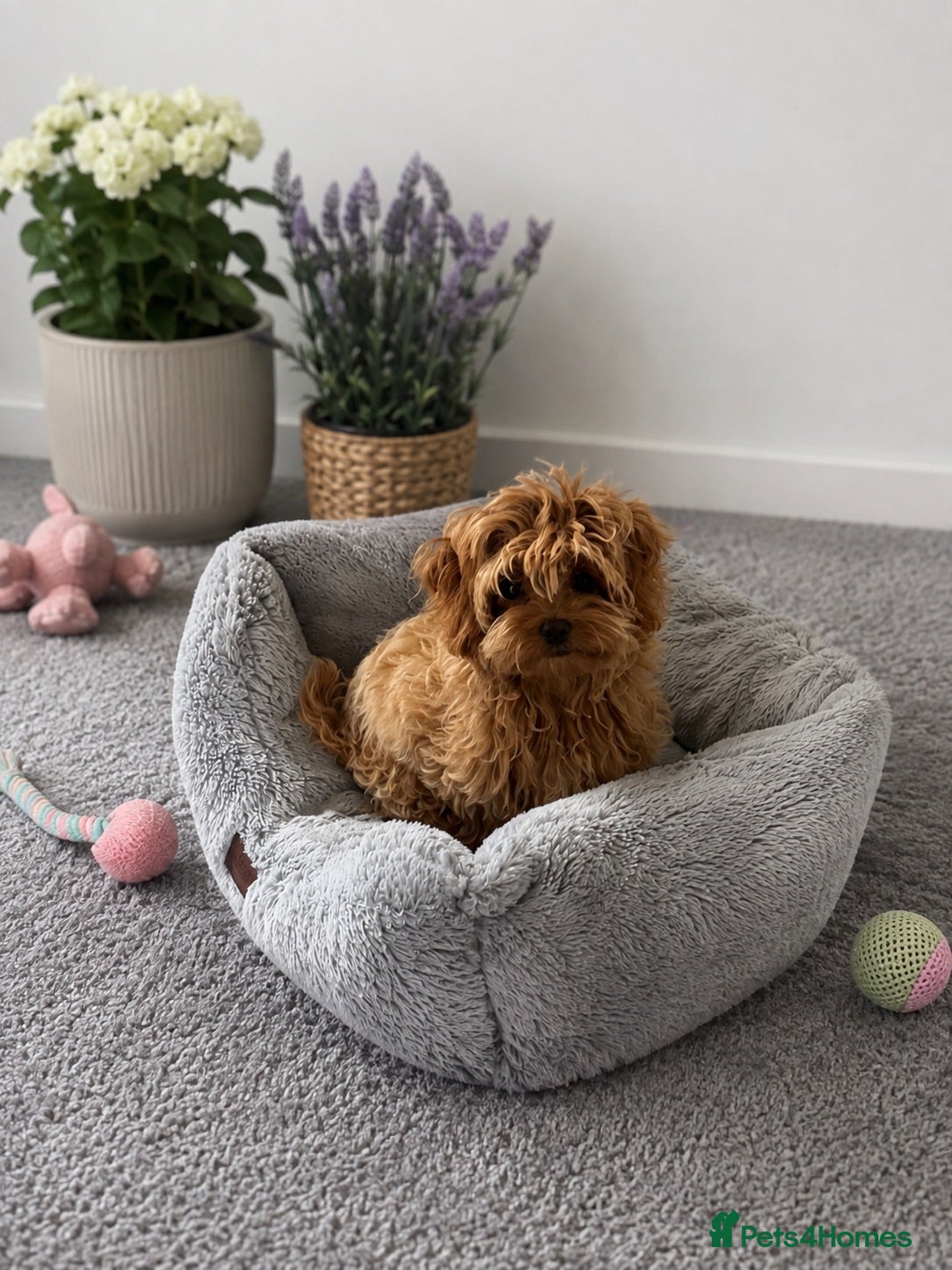 Maltipoo dogs Tiny Asian Maltipoo. DNA tested parents. - Advert 2